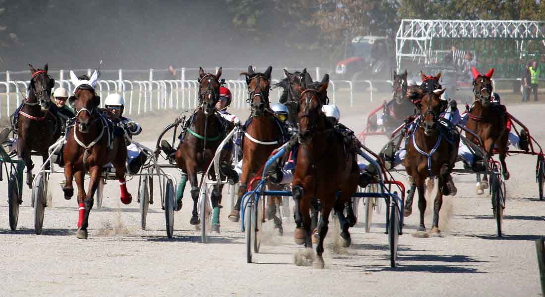 Harness Horse Racing at Oak Grove Gaming