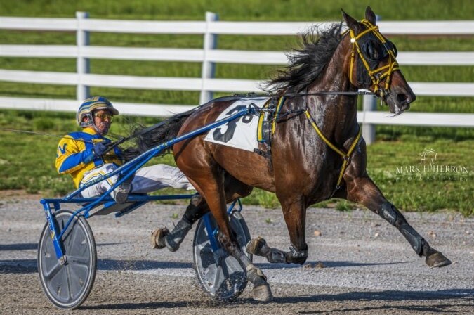 Man in yellow and blue racing horse in harness race